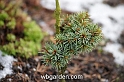 wbgarden dwarf conifers 71